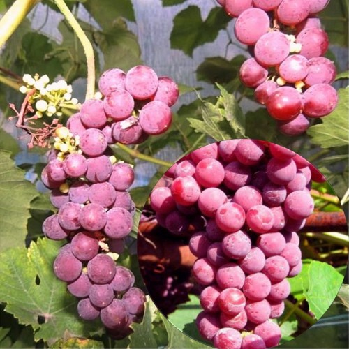 Vitis vinifera 'Guna' - Harilik viinapuu 'Guna' C7/7L